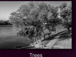 Trees